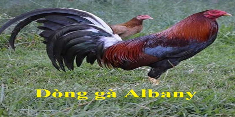 Giới thiệu gà Albany