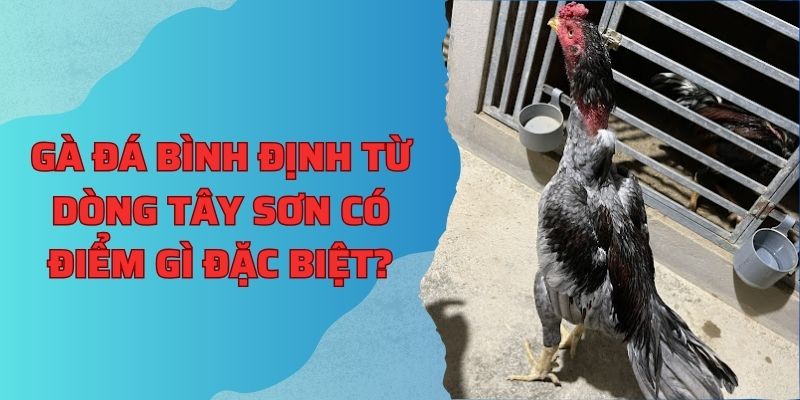 Gà Bình Định từ dòng Tây Sơn có điểm gì đặc biệt?