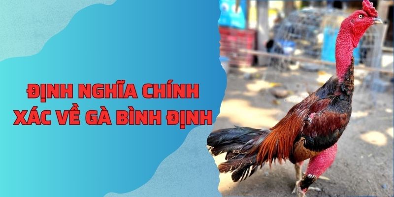 Định nghĩa chính xác về Gà Bình Định