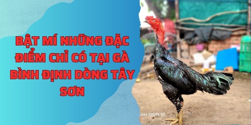 Bật mí những đặc điểm chỉ có tại gà bình định dòng Tây Sơn