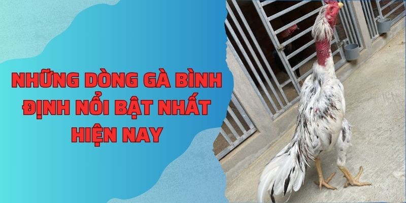 Những dòng gà bình định nổi bật nhất hiện nay