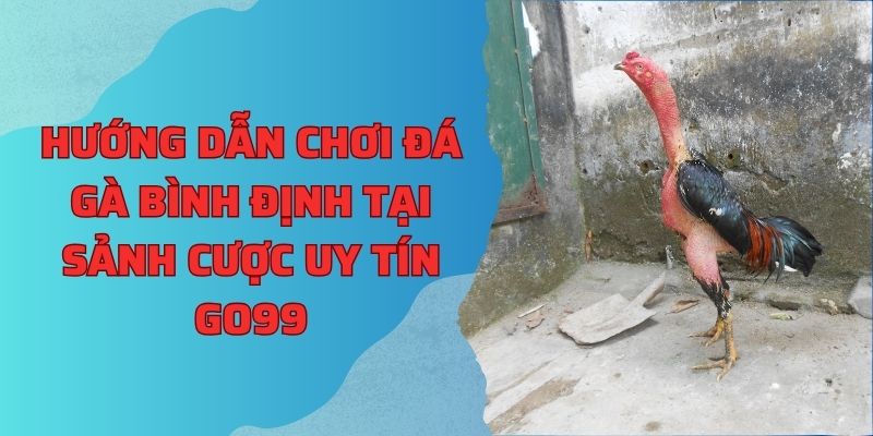 Hướng dẫn chơi đá gà bình định tại sảnh cược uy tín Go99