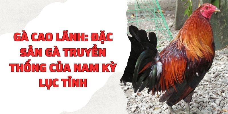 Gà Cao Lãnh | Đặc Sản Gà Truyền Thống Của Nam Kỳ Lục Tỉnh