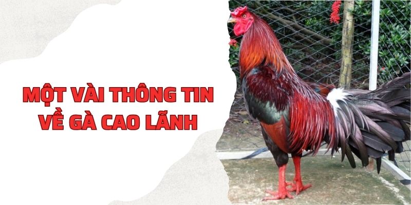 Một vài thông tin về gà Cao Lãnh