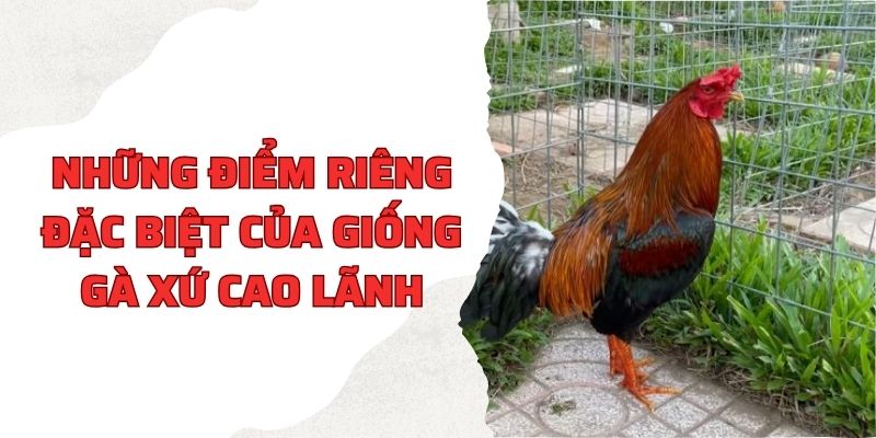 Những điểm riêng đặc biệt của giống gà xứ Cao Lãnh