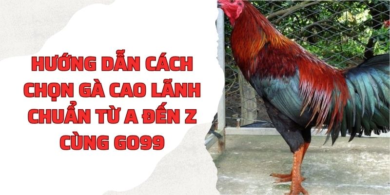 Hướng dẫn cách chọn gà Cao Lãnh chuẩn từ A đến Z cùng Go99