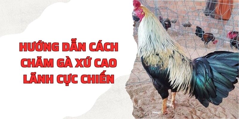 Hướng dẫn cách chăm gà xứ Cao Lãnh cực chiến