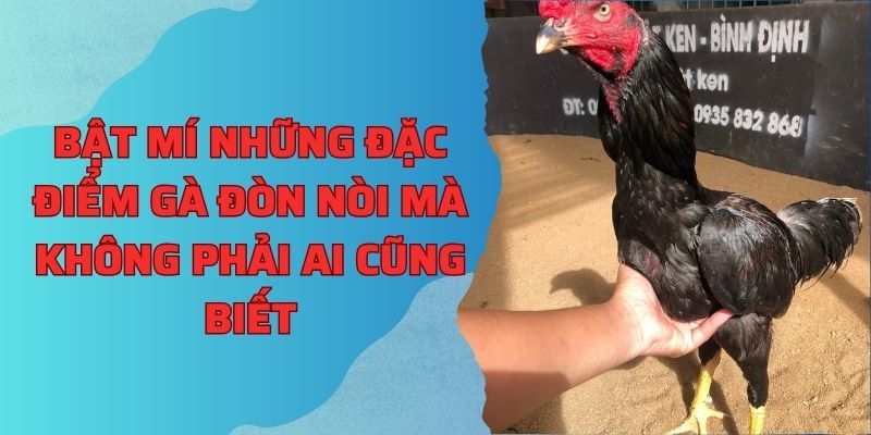 Bật mí những đặc điểm gà đòn nòi mà không phải ai cũng biết