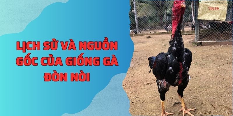 Lịch sử và nguồn gốc của giống gà đòn nòi