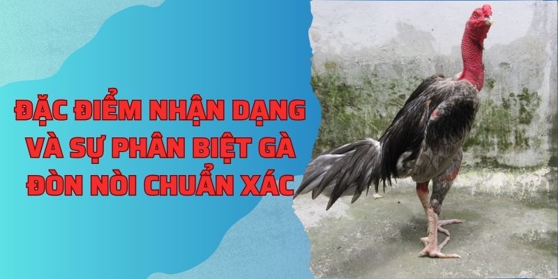 Đặc điểm nhận dạng và sự phân biệt gà đòn nòi chuẩn xác