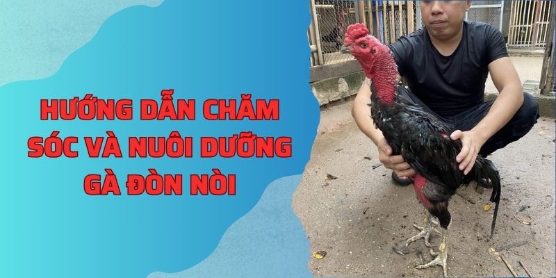 Hướng dẫn chăm sóc và nuôi dưỡng gà đòn nòi