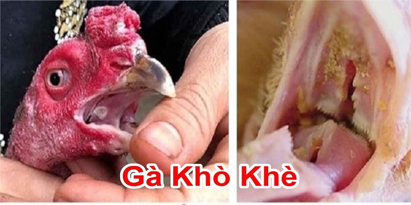 Gà bị khò khè là gì?